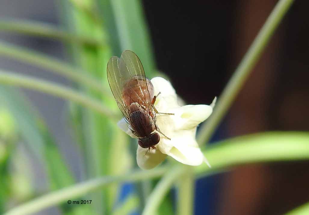 Lauxaniidae: cfr. Minettia sp.